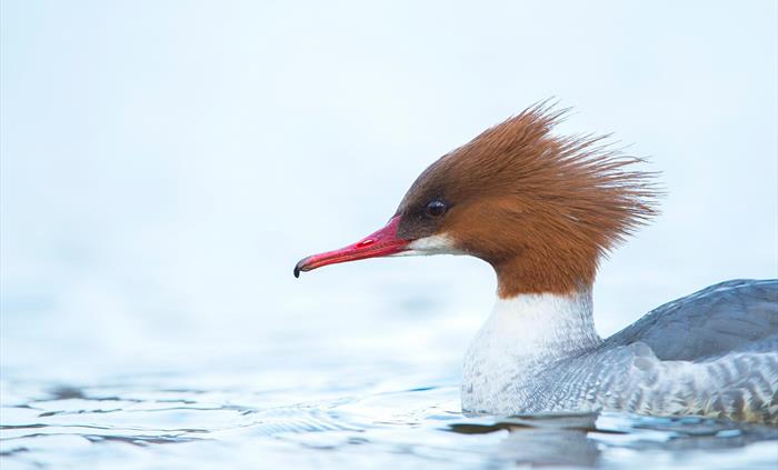 Goosander - Image Credit: Ben Andrew